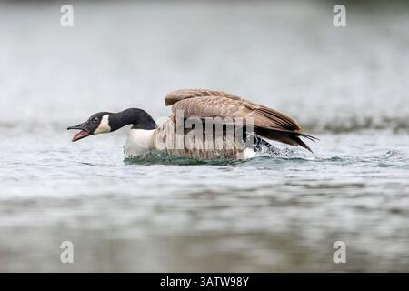 Canada Goose; Branta canadensis; Display; UK Stockfoto