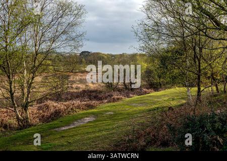Tadnoll Heath; Dorset; Großbritannien Stockfoto