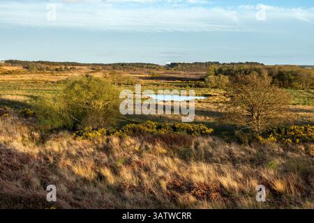 Winfrith Heath; Dorset; aus Tadnoll Heath; Großbritannien Stockfoto