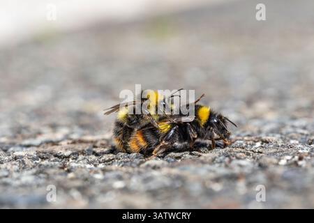 Frühe Hummel; Bombus pratorum; männliche und weibliche Paarung; Großbritannien Stockfoto