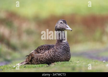 Eider Duck; Somateria mollissima; Female; Vereinigtes Königreich Stockfoto