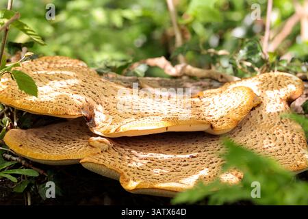 Große Klammer oder Regalpilze auf totem gefallenem Baumstamm zwei Ebenen ungleichmäßige Kanten weiße Kiemen oben blassbraun mit dunklen Skalen orangen Außenkanten Stockfoto