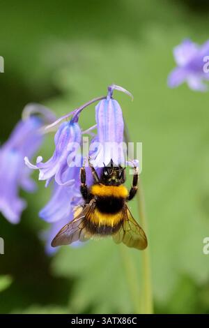 Buff Tail Hummel Bombus terrestris, auf blauer Glocke Hyacinthoides non-scripta, Frühling England UK schwarz und gelb Bienenbuff Spitze bis Bauch Stockfoto
