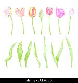 Handgezeichnetes Aquarellset aus bunten Tulpen und grünen Blättern. Illustration von Blumen isoliert auf weißem Hintergrund. Kann für Postkarten, Etiketten, Stockfoto