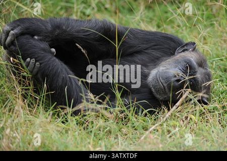 März 2016 - Laikipia County, Rift Valley, Kenia - 29. Februar 2016 New York City..Schimpanse in Sweetwaters Chimpanzee Sanctuary ol Pejeta Conservancy am 29. Februar 2016 in Kenia gesehen...Foto: Kristin Callahan.Web: (Bild: © Kristin Callahan/Ace Pictures via ZUMA Press) Stockfoto