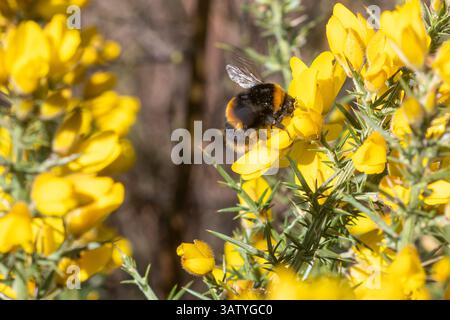 Hummel (Bombus terrestris) Königin, die auf gelben Ginsterblüten in Surrey Heathland, England, Großbritannien, Nektaring Stockfoto