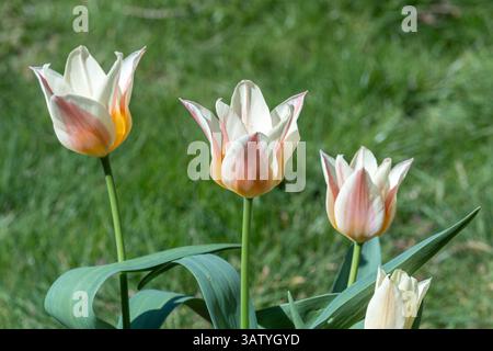 Tulpe Quebec, Tulpen mit blassgelben Blüten mit einem purpurroten Streifen entlang der Mitte des Blütenblattes, blühend im April, Großbritannien. Federglühlampen Stockfoto