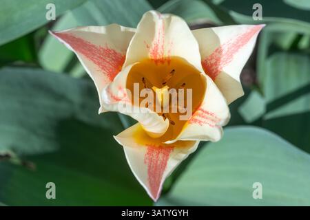 Tulpe Quebec, Tulpen mit blassgelben Blüten mit einem purpurroten Streifen entlang der Mitte des Blütenblattes, blühend im April, Großbritannien. Federglühlampen Stockfoto