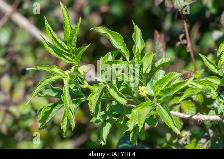 Junge Blätter an Holunderbaum (Sambucus nigra) im Frühjahr, England, Großbritannien Stockfoto