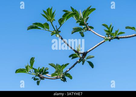Junge Blätter an Holunderbaum (Sambucus nigra) im Frühjahr, England, Großbritannien Stockfoto