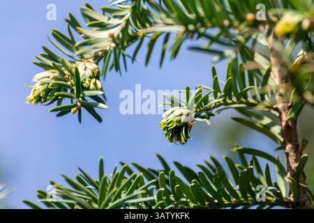 Weibliche Blten der Eibe, Taxus Stockfotografie - Alamy