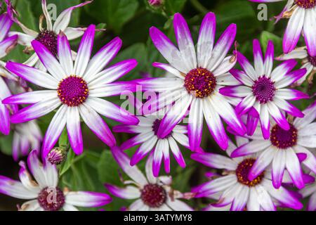 Pericallis x hybrida Senetti Magenta Bicolour, bunte Blumen im April oder Frühling, England, Großbritannien Stockfoto