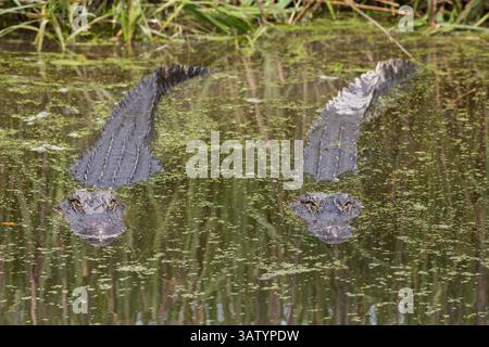20. April 2016: Green Pond, SC, Vereinigte Staaten von Amerika - amerikanische Alligatoren in einem Wasserweg in der Donnelley Wildlife Management Area am 20. April 2016 in Green Pond, South Carolina. Die Erhaltung ist Teil des größeren ACE Basin Nature Refugees, eines der größten unerschlossenen Flussmündungen entlang der Atlantikküste der Vereinigten Staaten. (Bild: © Richard Ellis Via ZUMA Wire) Stockfoto