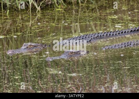 20. April 2016: Green Pond, SC, Vereinigte Staaten von Amerika - amerikanische Alligatoren in einem Wasserweg in der Donnelley Wildlife Management Area am 20. April 2016 in Green Pond, South Carolina. Die Erhaltung ist Teil des größeren ACE Basin Nature Refugees, eines der größten unerschlossenen Flussmündungen entlang der Atlantikküste der Vereinigten Staaten. (Bild: © Richard Ellis Via ZUMA Wire) Stockfoto