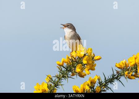 Vogelgesang (Sylvia communis, auch bekannt als Greater Whitethroat oder gemeiner Whitethroat) im Ginsterstrauch, Surrey England, Vereinigtes Königreich Stockfoto