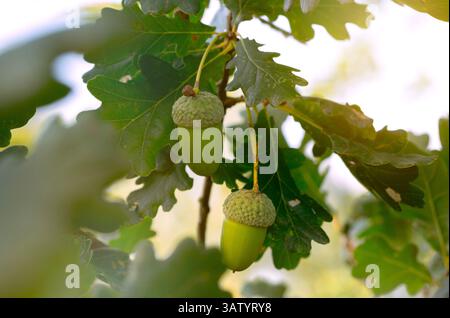 Zwei Eicheln hängen an Ästen in der Sonne. Erntezeit. ECO-Konzept Stockfoto