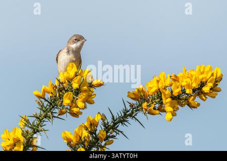 Whitethroat-Vogel (Sylvia communis, alter Name Curruca communis, auch bekannt als Greater Whitethroat oder gemeiner Whitethroat), der im Ginsterstrauch in Surrey, England, liegt Stockfoto