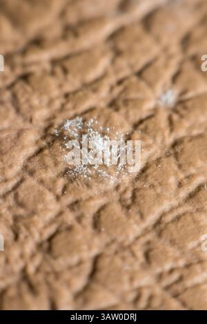 Makroporen von Schimmelpilzsporen, die auf der Haut der Lederschimmelpilze gewachsen sind, sind eine große und taxonomisch vielfältige Anzahl von Pilzarten, bei denen das Wachstum von Hyphae r Stockfoto