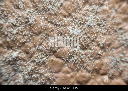 Makroporen von Schimmelpilzsporen, die auf der Haut der Lederschimmelpilze gewachsen sind, sind eine große und taxonomisch vielfältige Anzahl von Pilzarten, bei denen das Wachstum von Hyphae r Stockfoto
