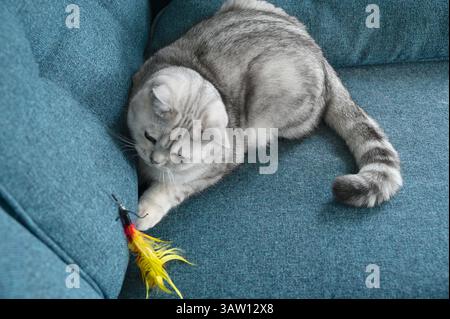 Verspielte reinrassige britische Katze. Stockfoto
