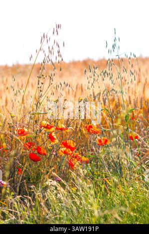 Wilde Mohnblumen, die am Rande von Ackerland wachsen - Zentralfrankreich. Stockfoto