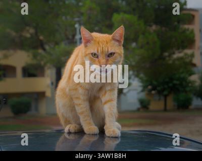 Orange Cat sitzt draußen auf einer reflektierenden Oberfläche in einer ruhigen Umgebung, Corte, Frankreich Stockfoto