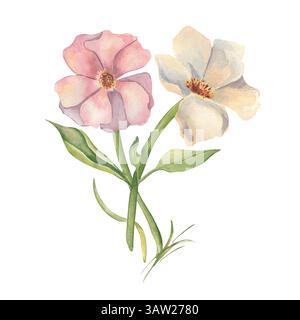 Elfenbeinfarbene weiße und rosa Blumen und grüne Stiele Aquarell isoliert. Ein Haufen von zwei großen Blüten. Blumenzeichnung von Anemonen und Malve handgemalt Stockfoto