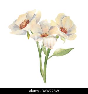 Elfenbeinfarbene weiße Blumenstrauß weiche Blütenblätter und grüne Stiele Aquarell isoliert. Blumendarstellung von wilden Rosen, Anemonen oder Pfingstrosen, die von Hand gezeichnet wurden Stockfoto