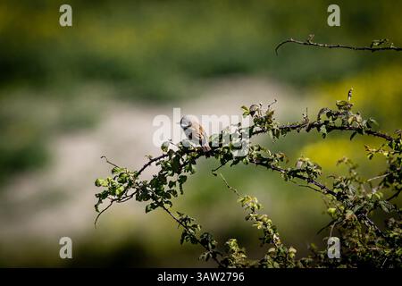Eine Curruca Communis, allgemein bekannt als Common Whitethroat, im ländlichen Sussex an einem sonnigen Frühlingstag Stockfoto