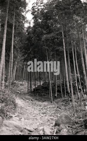 Der verzauberte Bambuspfad schlängelt sich in der Abenddämmerung durch eine ruhige Waldlandschaft mit Schatten, die zwischen den Bäumen tanzen, Anji, Zhejiang, China Stockfoto