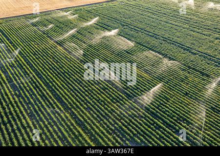 Drohnenansicht eines Sommerkartoffelfeldes, das mit Sprinkleranlage bewässert wurde, Konzept für den landwirtschaftlichen Hintergrund Stockfoto