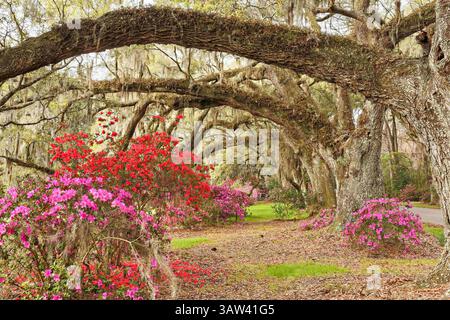 21. März 2016 - Charleston, South Carolina, Vereinigte Staaten von Amerika - Südliche Azaleen blühen unter einem Baldachin aus jahrhundertealten lebenden Eichen, die mit spanischem Moos bedeckt sind, am ersten Frühlingstag auf der Magnolia Plantation am 21. März 2016 in Charleston, SC. (Bild: © Richard Ellis Via ZUMA Wire) Stockfoto