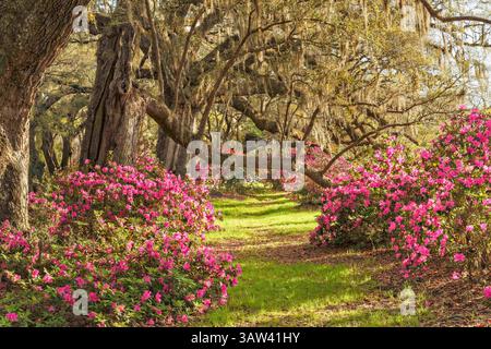 21. März 2016 - Charleston, South Carolina, Vereinigte Staaten von Amerika - Südliche Azaleen blühen unter einem Baldachin aus jahrhundertealten lebenden Eichen, die mit spanischem Moos bedeckt sind, am ersten Frühlingstag auf der Magnolia Plantation am 21. März 2016 in Charleston, SC. (Bild: © Richard Ellis Via ZUMA Wire) Stockfoto