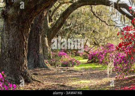 21. März 2016 - Charleston, South Carolina, Vereinigte Staaten von Amerika - Südliche Azaleen blühen unter einem Baldachin aus jahrhundertealten lebenden Eichen, die mit spanischem Moos bedeckt sind, am ersten Frühlingstag auf der Magnolia Plantation am 21. März 2016 in Charleston, SC. (Bild: © Richard Ellis Via ZUMA Wire) Stockfoto