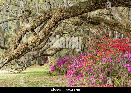 21. März 2016 - Charleston, South Carolina, Vereinigte Staaten von Amerika - Südliche Azaleen blühen unter einem Baldachin aus jahrhundertealten lebenden Eichen, die mit spanischem Moos bedeckt sind, am ersten Frühlingstag auf der Magnolia Plantation am 21. März 2016 in Charleston, SC. (Bild: © Richard Ellis Via ZUMA Wire) Stockfoto
