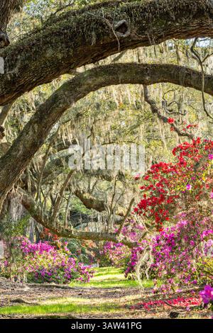 21. März 2016 - Charleston, South Carolina, Vereinigte Staaten von Amerika - Südliche Azaleen blühen unter einem Baldachin aus jahrhundertealten lebenden Eichen, die mit spanischem Moos bedeckt sind, am ersten Frühlingstag auf der Magnolia Plantation am 21. März 2016 in Charleston, SC. (Bild: © Richard Ellis Via ZUMA Wire) Stockfoto
