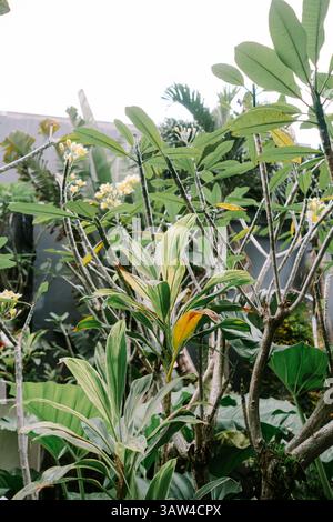 Eine Nahaufnahme von üppig grünem tropischem Laub mit Frangipani-Blüten. Stockfoto