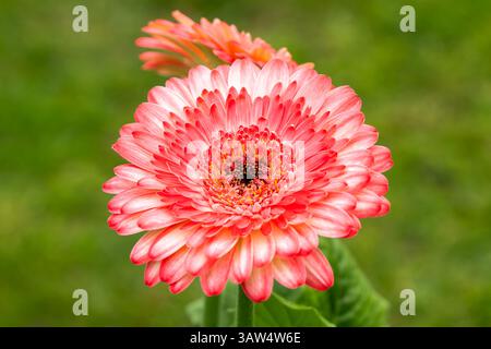 Gerbia „Sundayz“ (Gerbera) eine Sommerblühpflanze mit einer rosa Sommerblume, die allgemein als Transvaal, Barberton oder African Gänseblümchen bekannt ist Stockfoto
