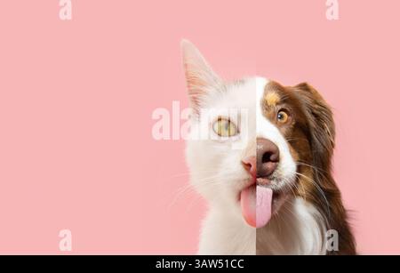 Nahaufnahme von Hunden- und Katzengesichtern zusammen, lustige hungrige Haustiere essen. Hund und Katze lecken ihre Lippen mit der Zunge. Isoliert auf rosafarbenem Pastellhintergrund o Stockfoto