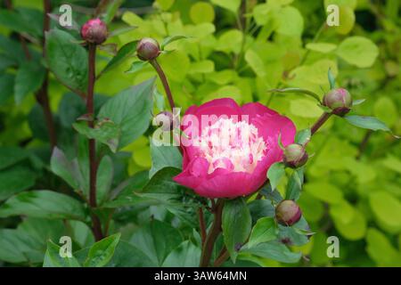 Paeonia lactiflora White Cap, Pfingstrose White Cap, Untertassen-förmige Blüten, tiefrosa äußere Blütenblätter, getuftete Mitte cremefarbene pinkfarbene Petaloide Stockfoto