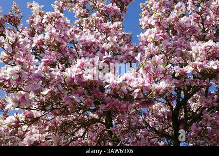 Magnolienbaum in voller Blüte mit hellblauem Himmel Stockfoto