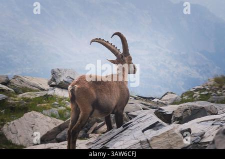 Alpensteinbock (Capra Steinbock) in einem Bergschutt. Es ist auch als steinbock oder Bouquetin bekannt. Stockfoto
