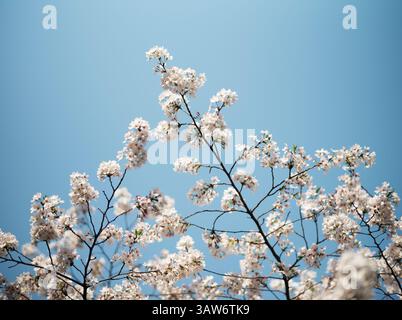 Blühende Kirschbäume erstrecken sich im Frühling nach dem azurblauen Himmel und zeigen die zarte Schönheit und die lebendigen Farben der Natur Stockfoto