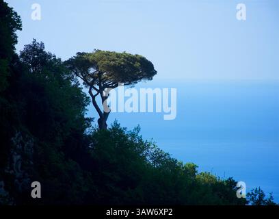 Mediterrane Kiefer, pinus pinea, auch bekannt als italienische Kiefer, Regenschirmkiefer und Sonnenschirmkiefer. Aus der Region Meditterannean stammend, kommt in Südeuropa und der Levante vor. Fotografiert über Praiano an der Amalfiküste, Salerno, Kampanien, Italien Stockfoto