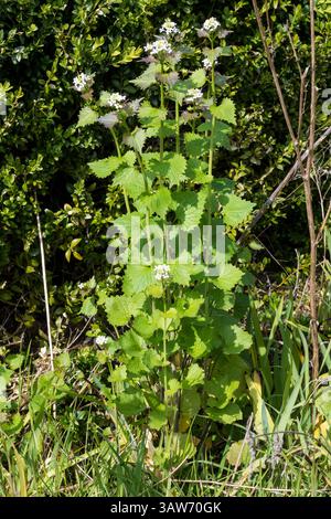 Knoblauchsenf, Alliaria petiolata, Pflanze. Stockfoto