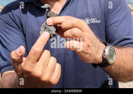 16. Mai 2016 - Cäsarea, Israel - eine Unterwasser-Bergungsuntersuchung, die in den letzten Wochen im alten Caesarea Harbor von Tauchern der Israel Antiquities Authority durchgeführt wurde, führte zur Exposition eines â€ œlarge, einer spektakulären und wunderschönen antiken Marine cargoâ€ eines Handelsschiffes, das während der späten römischen Zeit vor etwa 1.600 Jahren sank. Unter den gut erhaltenen Bronzeartefakten befinden sich zwei Metallklumpen, die aus Tausenden von 20 kg schweren Münzen bestehen und die Bilder des Kaisers Konstantin tragen, der das westliche Römische Reich (312-324 n. Chr.) regierte und später als Konstantin der große, ru bekannt war Stockfoto