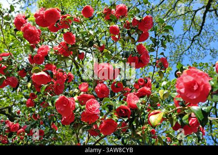 Rote Doppelkamelie „Anna M Page“ in Blüte. Stockfoto