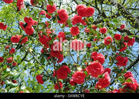 Rote Doppelkamelie „Anna M Page“ in Blüte. Stockfoto