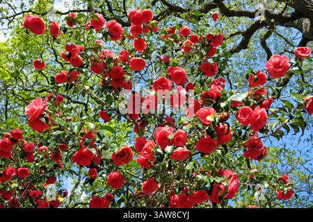 Rote Doppelkamelie „Anna M Page“ in Blüte. Stockfoto