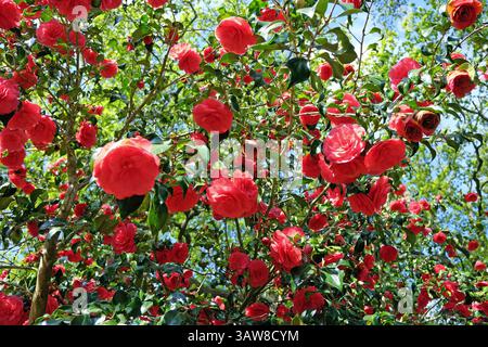 Rote Doppelkamelie „Anna M Page“ in Blüte. Stockfoto